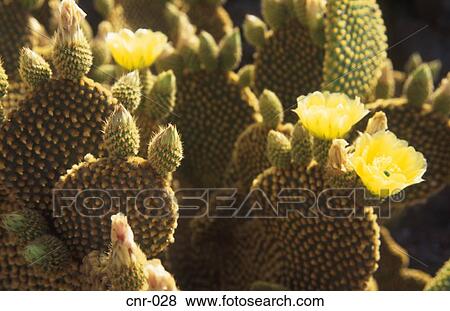 Stock Photo - Cactus Flowers Fuerteventura Canary Islands. Fotosearch