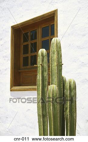 Cactus Fuerteventura Canary Islands View Large Photo Image Stock Image - Cactus Fuerteventura Canary Islands. Fotosearch