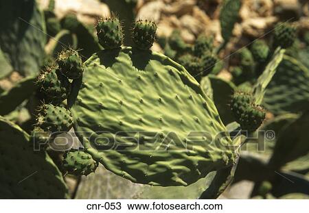 Cactus Fuerteventura Canary Islands View Large Photo Image Stock Image - Cactus Fuerteventura Canary Islands. Fotosearch