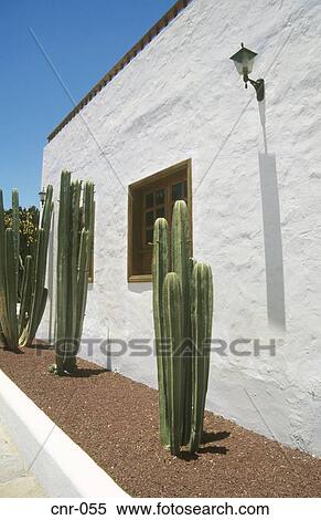 Cactus Fuerteventura Canary Islands View Large Photo Image Stock Photography - Cactus Fuerteventura Canary Islands. Fotosearch