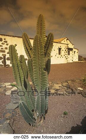 Cactus La Oliva Fuerteventura Canary Islands View Large Photo Image Stock Photography - Cactus La Oliva Fuerteventura Canary Islands. Fotosearch