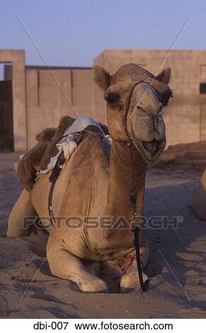 Stock Photo - Camel Shindagha Dubai UAE. Fotosearch