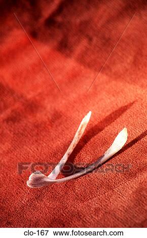Chicken Wishbone on Wooden Desk View Large Photo Image Stock Photo - Chicken Wishbone on Wooden Desk. Fotosearch