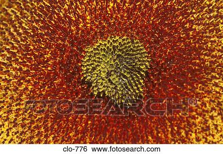 Stock Photograph - Close Up of Centre of Sunflower. Fotosearch
