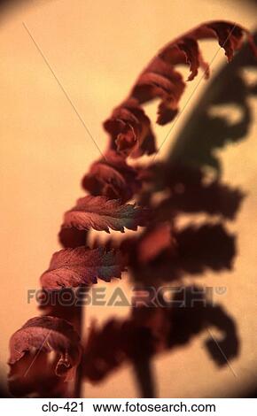 Close Up of Curled Fern View Large Photo Image Stock Image - Close Up of Curled Fern. Fotosearch
