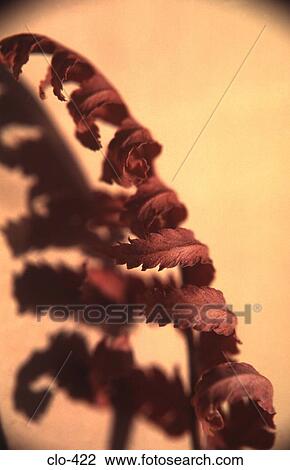 Close Up of Curled Fern View Large Photo Image Stock Image - Close Up of Curled Fern. Fotosearch