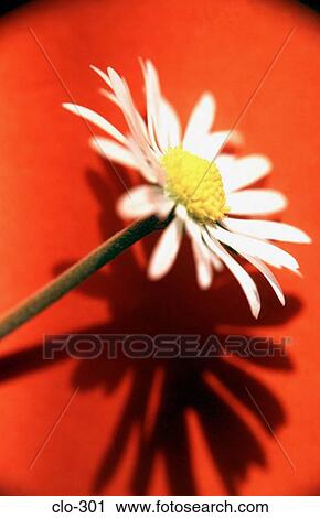 Close Up of Daisy against Orange Background View Large Photo Image Stock Image - Close Up of Daisy against Orange Background. Fotosearch