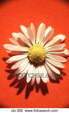Close Up of Daisy against Orange Background View Large Photo Image Stock Image - Close Up of Daisy against Orange Background. Fotosearch