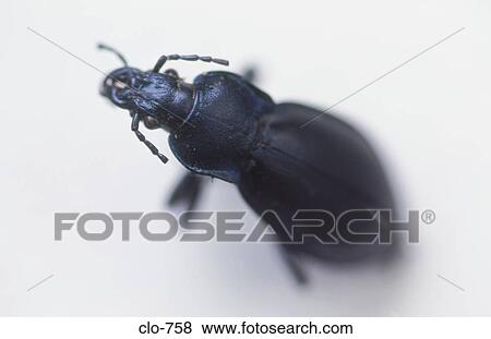 Close Up of Dead Beetle View Large Photo Image Stock Photo - Close Up of Dead Beetle. Fotosearch