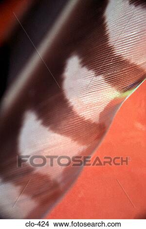 Picture - Close Up of Feather. Fotosearch