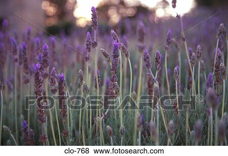 Close Up of Field of Lavender Flowers View Large Photo Image Stock Photo - Close Up of Field of Lavender Flowers. Fotosearch