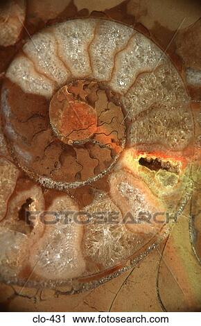 Stock Image - Close Up of Fossil Ammonite. Fotosearch