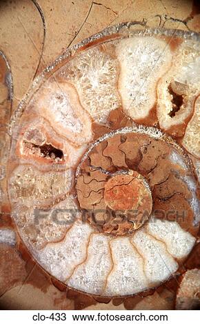 Close Up of Fossil Ammonite View Large Photo Image Stock Image - Close Up of Fossil Ammonite. Fotosearch