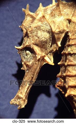 Close Up of Head of Dried Seahorse View Large Photo Image Stock Photography - Close Up of Head of Dried Seahorse. Fotosearch