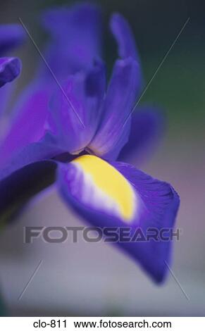 Close Up of Iris View Large Photo Image Stock Image - Close Up of Iris. Fotosearch