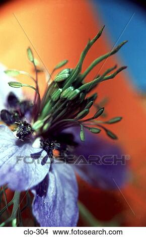 Close Up of Purple Flower View Large Photo Image Picture - Close Up of Purple Flower. Fotosearch