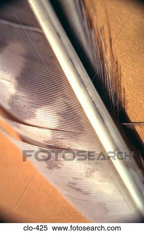 Close Up of Shaft of Feather View Large Photo Image Stock Photography - Close Up of Shaft of Feather. Fotosearch
