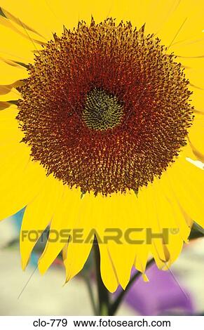 Close Up of Sunflower Flower View Large Photo Image Stock Photo - Close Up of Sunflower Flower. Fotosearch