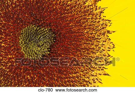 Close Up of Sunflower Head View Large Photo Image Stock Image - Close Up of Sunflower Head. Fotosearch
