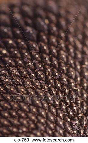 Close Up of Sunflower Seeds in Flower Head View Large Photo Image Stock Photo - Close Up of Sunflower Seeds in Flower Head. Fotosearch