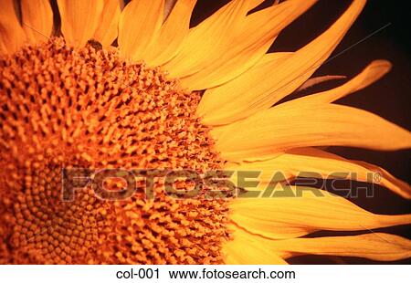 Close Up of Sunflower View Large Photo Image Stock Image - Close Up of Sunflower. Fotosearch