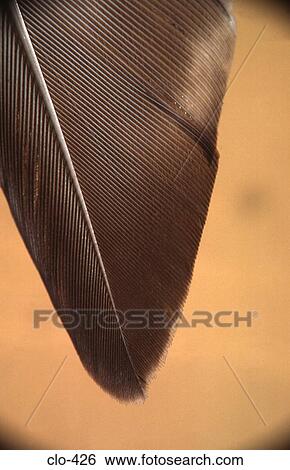 Stock Photograph - Close Up of Tip of Feather. Fotosearch