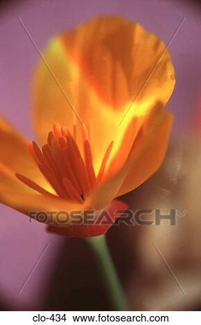 Picture - Close Up of Yellow Flower. Fotosearch