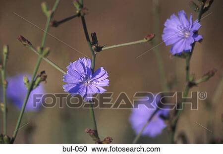 Cornflowers Bulgaria View Large Photo Image Stock Image - Cornflowers Bulgaria. Fotosearch