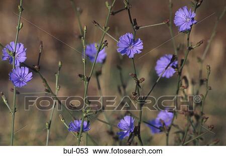 Stock Image - Cornflowers Bulgaria. Fotosearch
