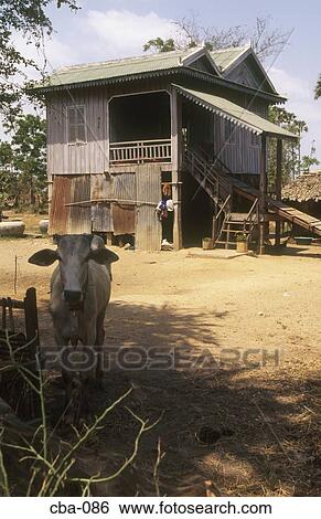 Cow and Old Wooden House Cambodia View Large Photo Image Stock Photograph - Cow and Old Wooden House Cambodia. Fotosearch