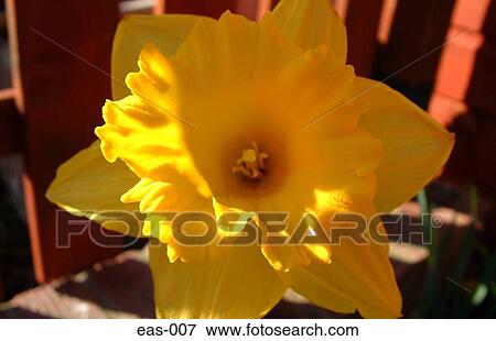 Daffodil View Large Photo Image Stock Photo - Daffodil. Fotosearch