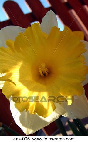 Daffodil View Large Photo Image Stock Photograph - Daffodil. Fotosearch