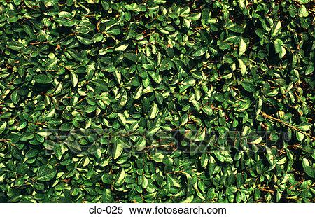 Detail of a Suburban Hedge View Large Photo Image Stock Photography - Detail of a Suburban Hedge. Fotosearch