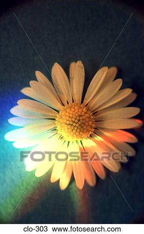 Stock Image - Diasy Under Multicoloured Light. Fotosearch