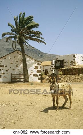 Donkey Tefia Fuerteventura Canary Islands View Large Photo Image Stock Image - Donkey Tefia Fuerteventura Canary Islands. Fotosearch