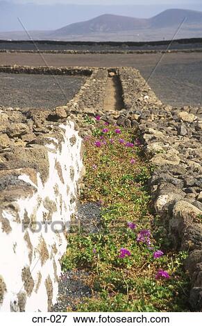 Dry Stone Wall La Oliva Fuerteventura Canary Islands View Large Photo Image Stock Photo - Dry Stone Wall La Oliva Fuerteventura Canary Islands. Fotosearch
