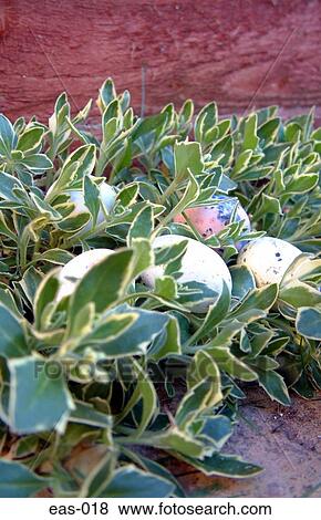 Stock Photo - Easter Eggs in Plants. Fotosearch