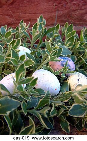 Stock Photo - Easter Eggs in Plants. Fotosearch