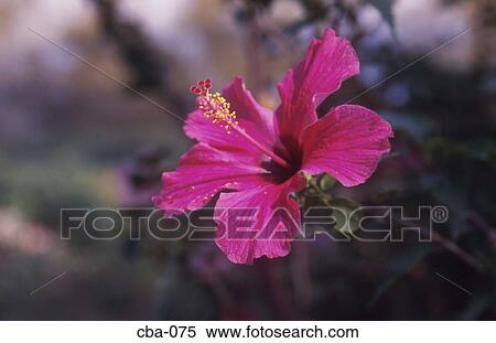Exotic Flower Cambodia View Large Photo Image Stock Photography - Exotic Flower Cambodia. Fotosearch