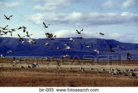Stock Image - Flock of Geese in Flight Patagonia Argentina. Fotosearch