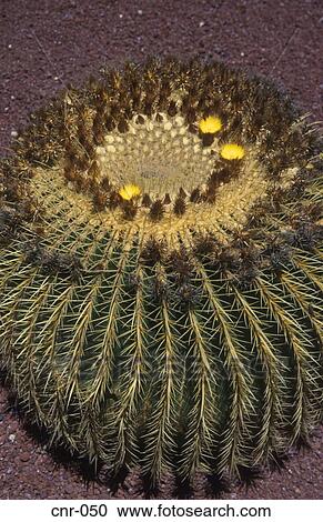 Stock Image - Flowering Cactus Fuerteventura Canary Islands. Fotosearch