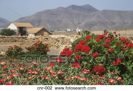 Flowers at Tefia Fuerteventura Canary Islands View Large Photo Image Stock Image - Flowers at Tefia Fuerteventura Canary Islands. Fotosearch