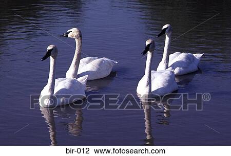 Stock Image - Four Bewick Swans on Water. Fotosearch