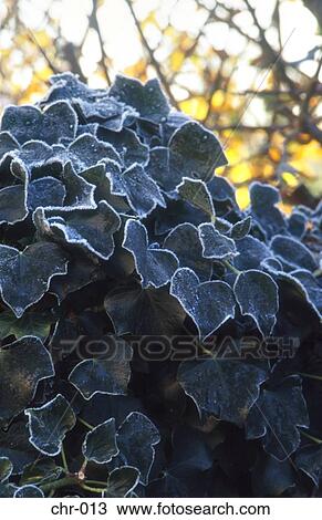 Frost Covered Ivy View Large Photo Image Stock Image - Frost Covered Ivy. Fotosearch