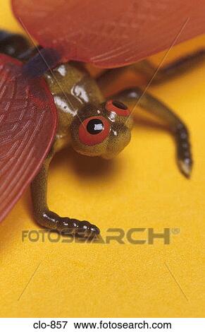 Head of Plastic Dragonfly View Large Photo Image Stock Photo - Head of Plastic Dragonfly. Fotosearch