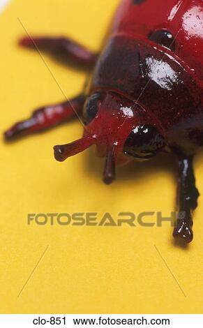 Stock Image - Head of Plastic Ladybird. Fotosearch