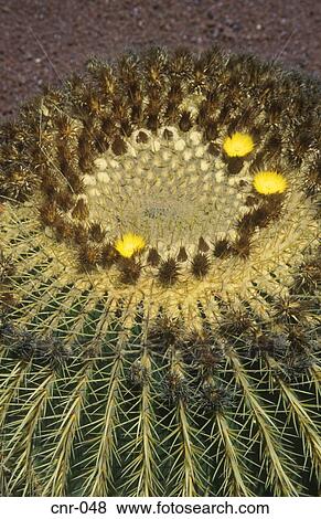 Heart of Flowering Cactus Fuerteventura Canary Islands View Large Photo Image Stock Photo - Heart of Flowering Cactus Fuerteventura Canary Islands. Fotosearch