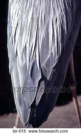 Heron's Tail Feathers View Large Photo Image Stock Photography - Heron's Tail Feathers. Fotosearch