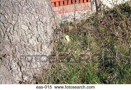 Hidden Easter Egg Easter View Large Photo Image Stock Photography - Hidden Easter Egg Easter. Fotosearch