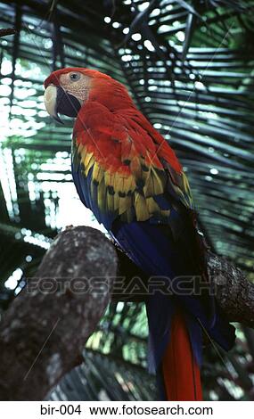 Macaw Parrot View Large Photo Image Picture - Macaw Parrot. Fotosearch